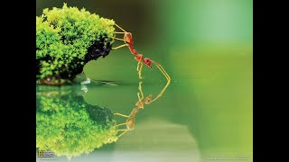Mind Blowing Facts About Ants