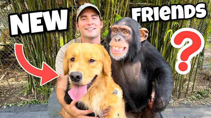 BABY MONKEY GETS A NEW PUPPY ! WILL THEY BE FRIEND...