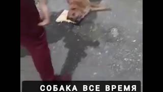 Хозяин избил свою собаку и выкинул в мусорный бак. Хозяин избил свою собаку и выкинул в мусорный бак.