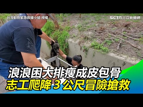 浪浪困大排瘦成皮包骨　志工爬降３公尺冒險搶救｜三立新聞網SETN.com