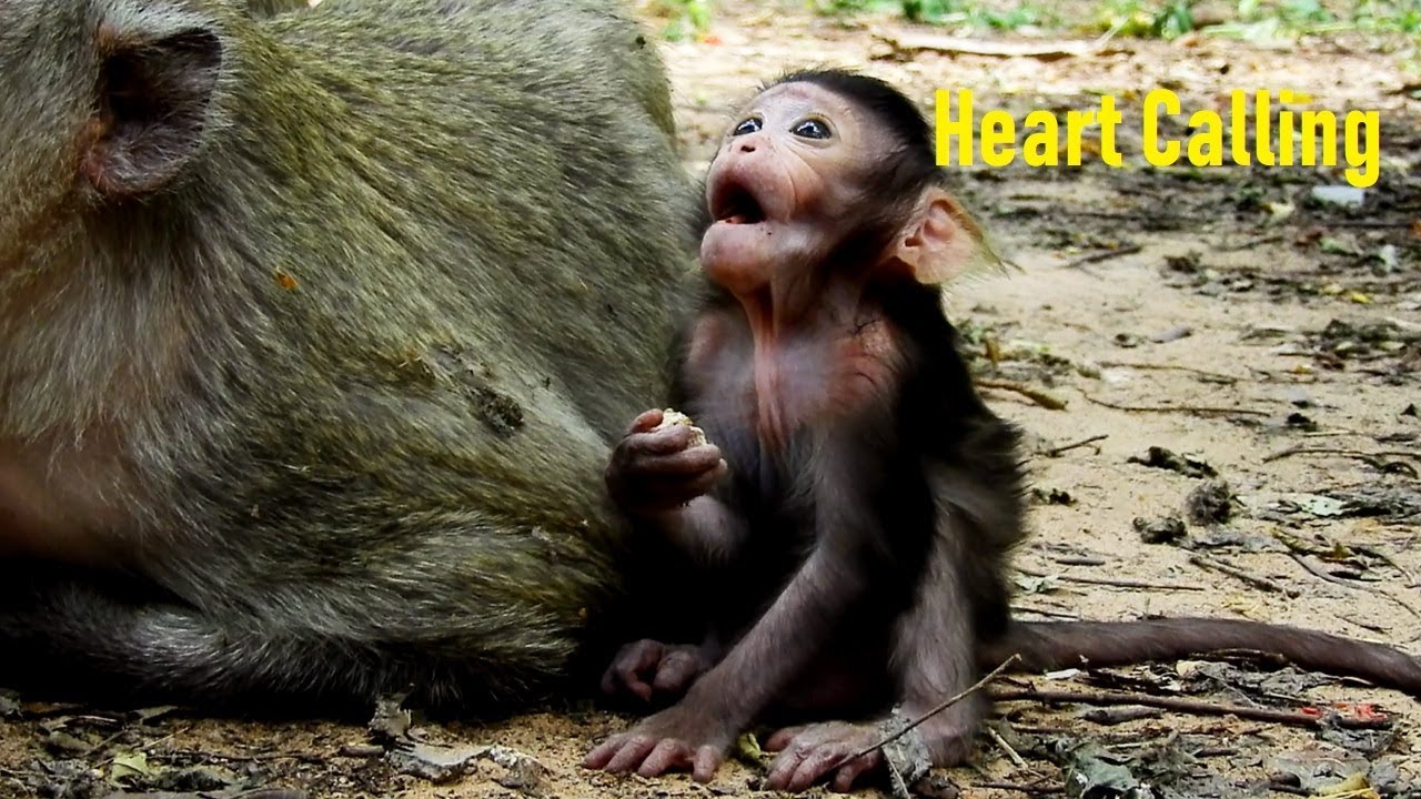 she knows lyrics ne yo Oh Lizza Listening A Sweet Calling/ She Knows Someone Calling Her Name Lizza !Lizza !