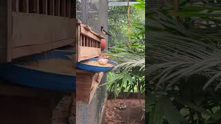 Our backyard Aviary After Heavy Rain || Exotic Pets