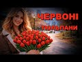 Червоні тюльпани Пісня до Дня закоханих Авторська Українська пісня