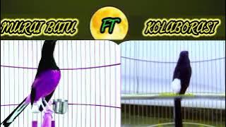 MURAI BATU KOLABORASI GACOR #muraibatu #murai #muraibatugacor