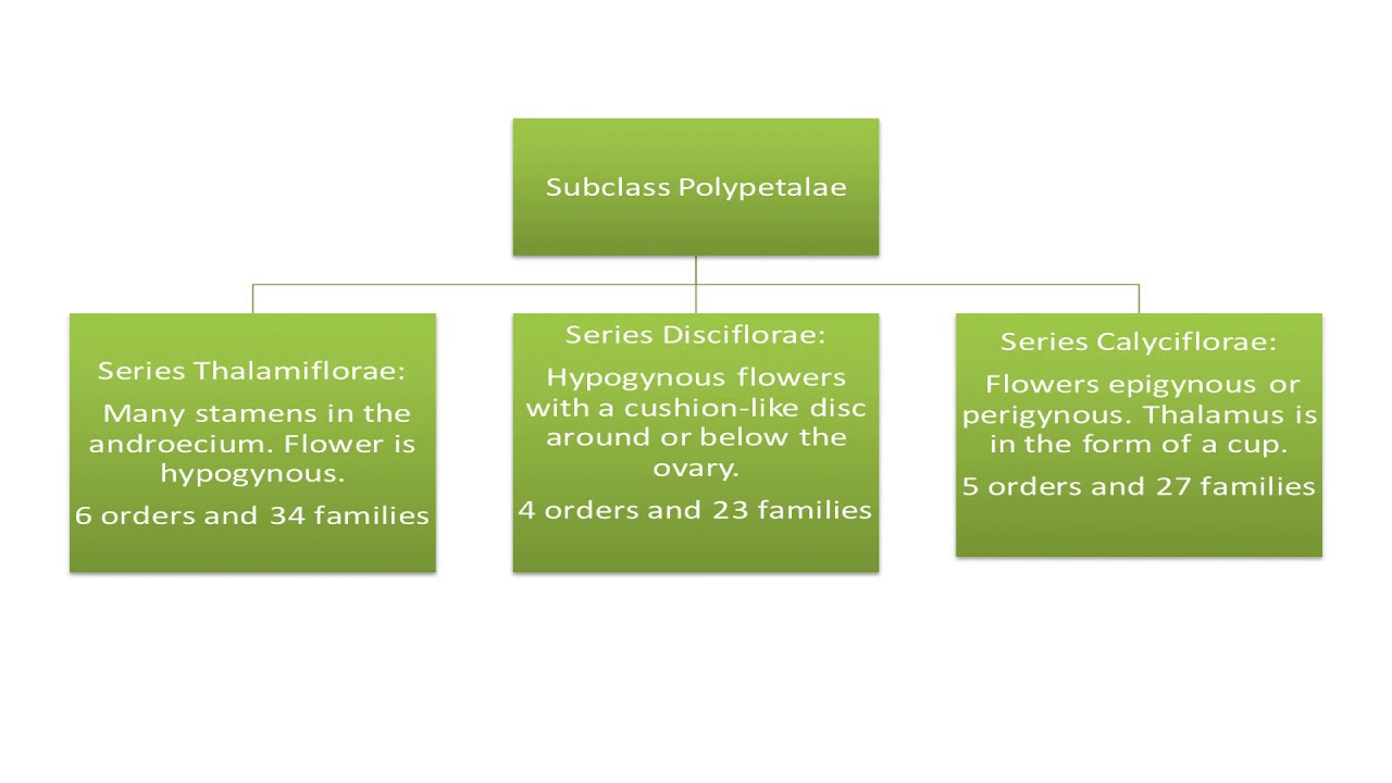 Classification Of Bentham And Hooker Bentham & Hooker's Classification - YouTube