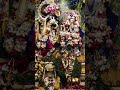 Radha Radha japonica chla ayaga ☘️☘️🍀🍀🌿🌿🌼🌼🌸🌸⚘️⚘️#video ##short video