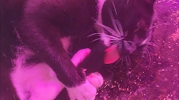 Kitties Alway Start Their Day With  Pinch Of Catnip😺😽😻 #cat #funnycats #catvideos #catnip #crazycat