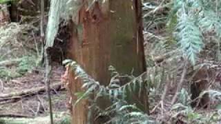 Squirrel having egg breakfast 2/3
