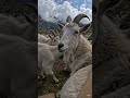 🐐 POV: You Wake Up as a Wild Goat in the Alps!