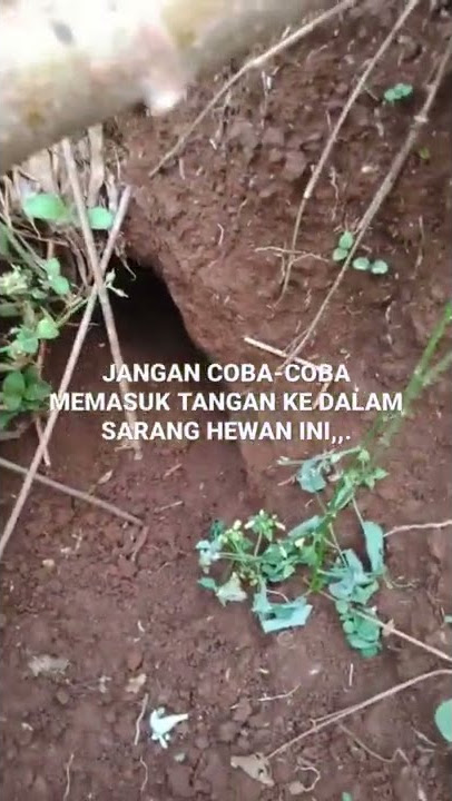 BERBAHAYA,JANGAN MEMASUKKAN TANGAN KE DALAM SARANG HEWAN INI