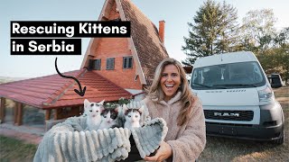 This Changed Our Life - Rescuing 3 Kittens in Serbia