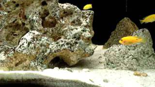video_20091129_04.mp4