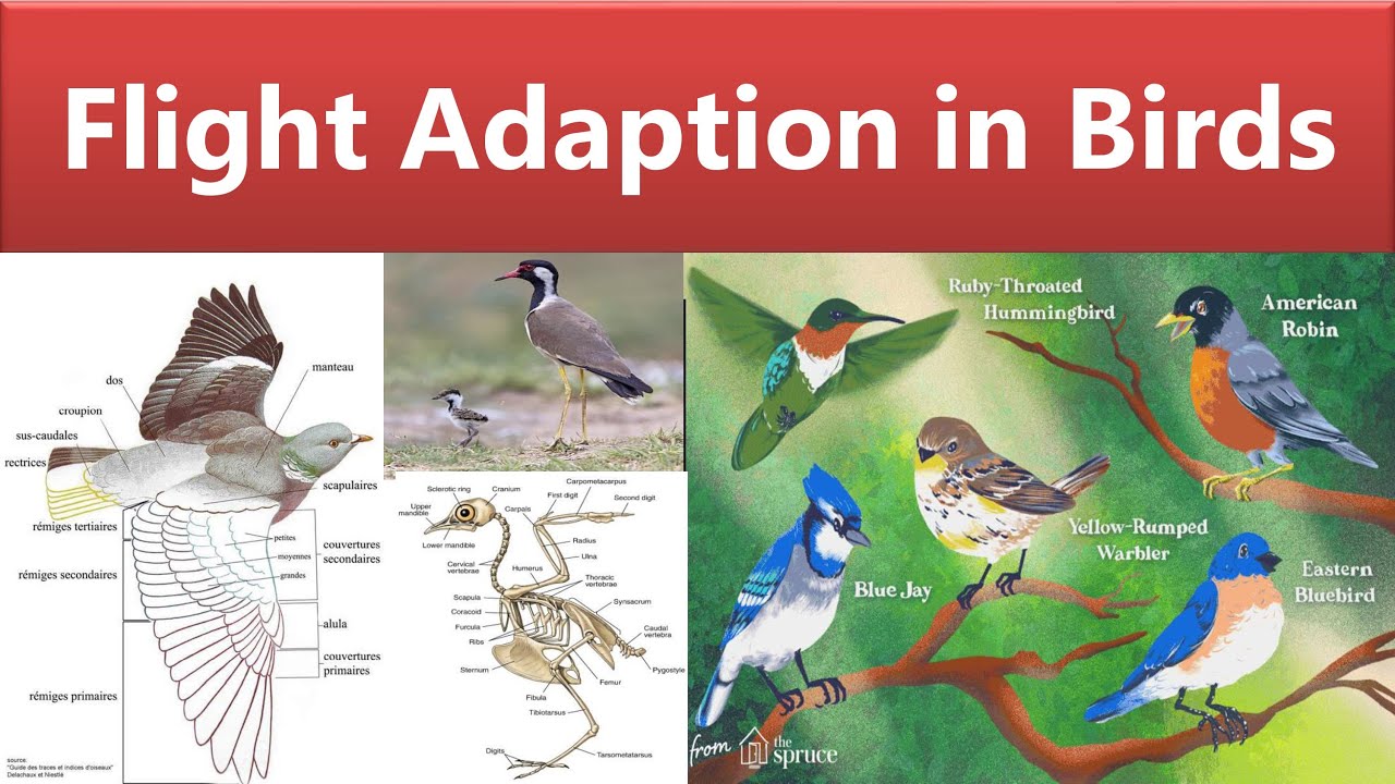 write an essay on flight adaptation in birds