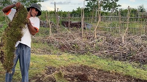 THE ONSET OF FARMING| SIBUTU, TAWI-TAWI