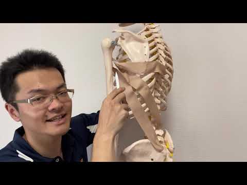 Video: Er du latissimus dorsi?