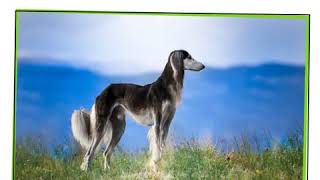 10 spannende Fakten über Hunde