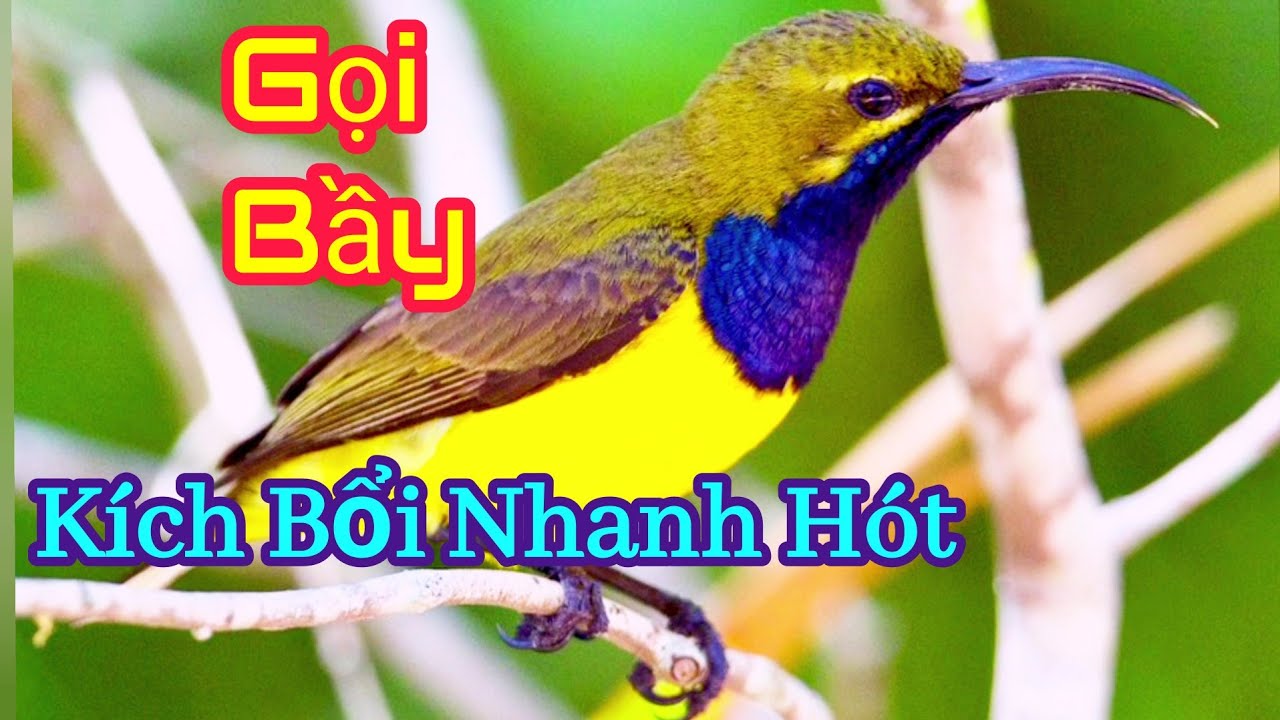 #hútmật5màu Tiếng chim hút mật 5 màu bụng trắng | Tiếng hút mật 5 màu kích bổi | hút mật 5 màu mồi