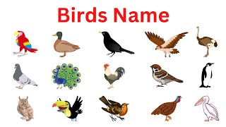 Birds Name | Birds Name in English | Kids Vocabulary learning for Kids Video