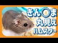 きん◯ま丸出しのジャンガリアンハムスター【りんた布】