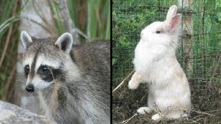 How to Keep Raccoons Out of Vegetable Gardens : Vegetable Gardening 101