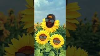 Just a sunflower watching out for these bee's🌻😎🐝