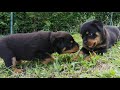 Chiots rottweiler de 6 semaines