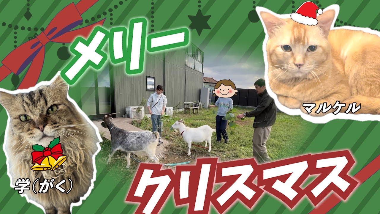 ゴロンとヤギさん♡ maxresdefault.jpg