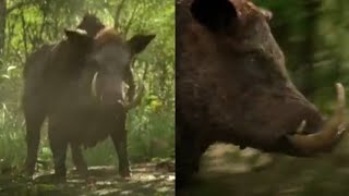 La Brea [2021 - 2024] - Metridiochoerus Screen Time