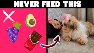 12 Human Foods Shih Tzus Should Never Eat Resimi