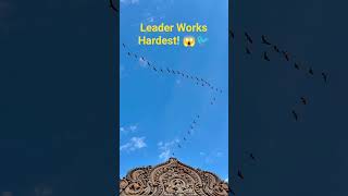 😱 Leader Bird Works Hardest! 🐦💨#Birds #Science Facts #Nature #Animal Fact#Team work  #Flying Birds#