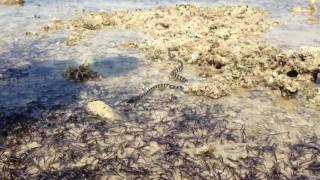 ウミヘビ見つけました@久米島『オーハ島』