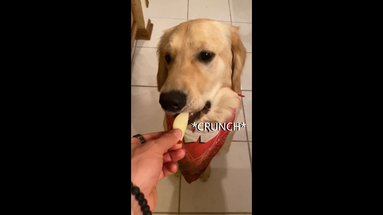 ADORABLE PUPPY RUNS OFF WITH JUICY APPLE SLICE 🍎🐶
