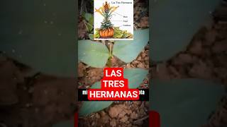 LAS TRES HERMANAS DEL CULTIVO 🌾 #agricultura​ #milpa​ #maiz​ #frijol​ #calabaza​