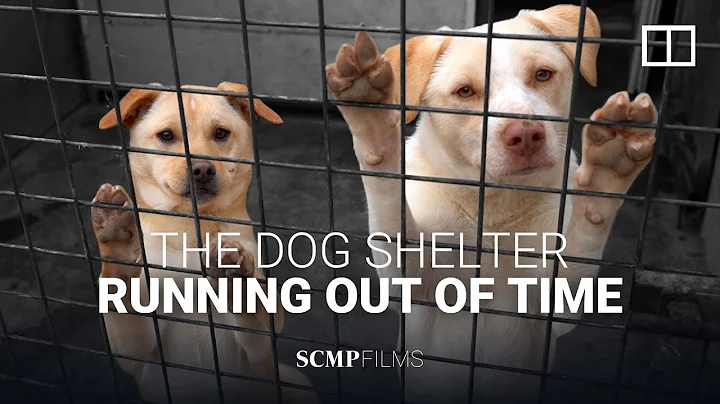 Chinese dog shelter that saved hundreds of strays faces threat of eviction - DayDayNews