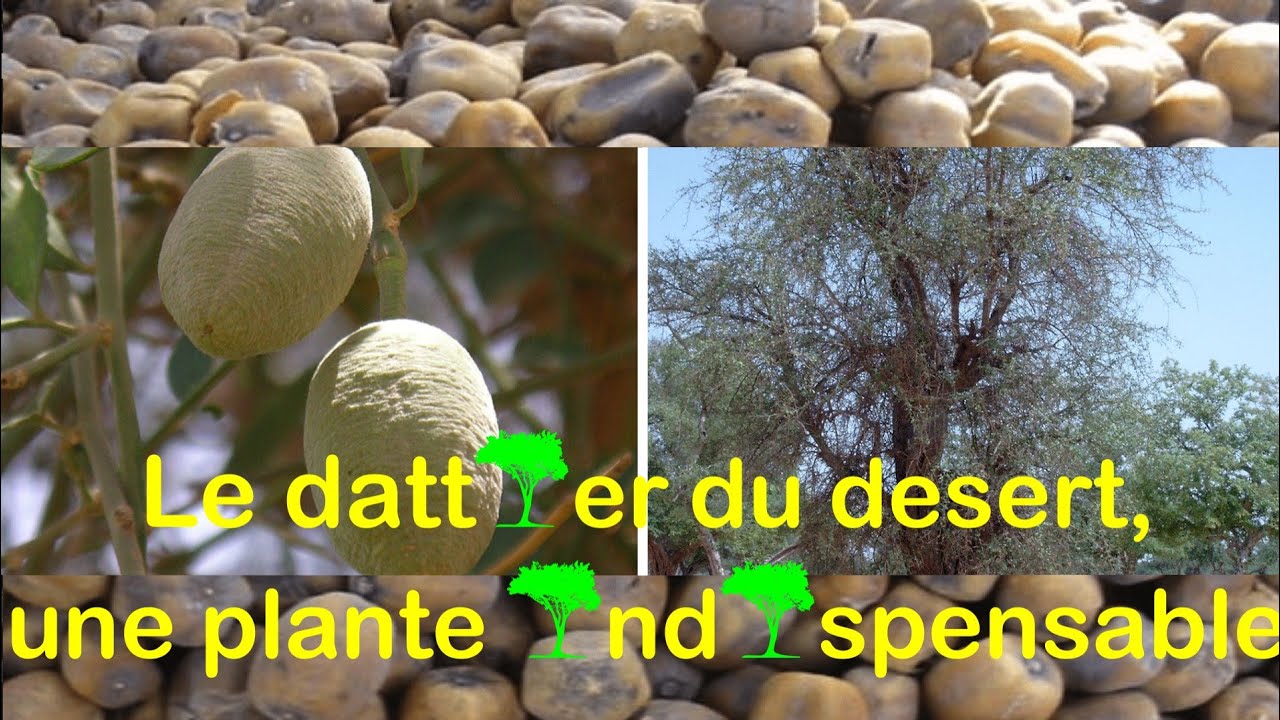 Le dattier du désert, une plante indispensable