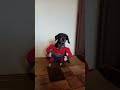 Хватаю на лету. Обед супергероя 🌭 #funnydogs