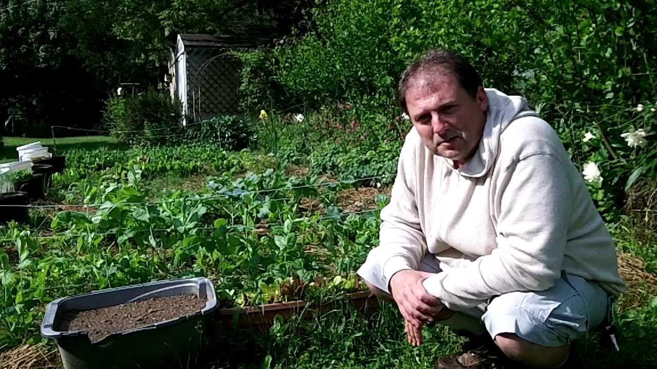 Square Foot Garden Using Companion Plant Spacing And Mulch To Retain