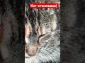 Кот-стесняшка