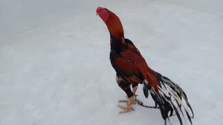 Parrot beak Long Tail Male| मिठु चोच कोंबडा. 【 Sale Out 】