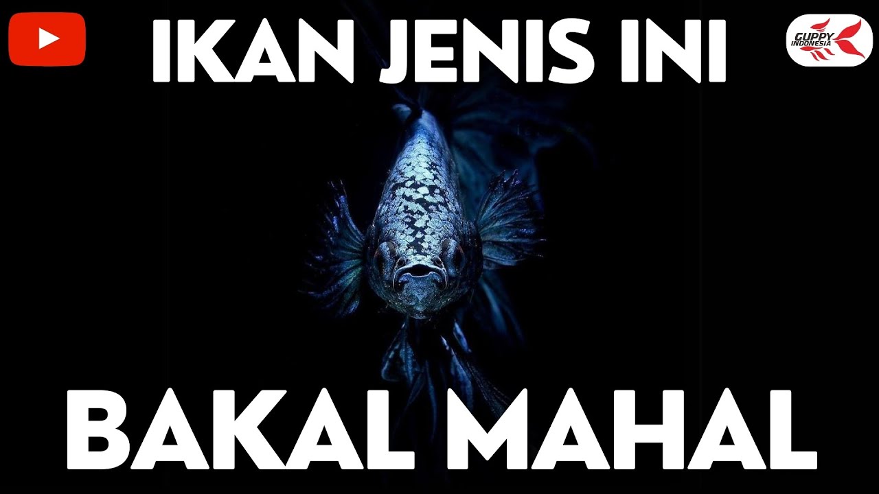 REVIEW TOKO IKAN DAN JENIS IKAN YANG BAKAL NAIK HARGANYA