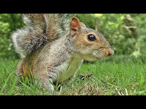 Videos for Cats to Watch - Squirrel Mania