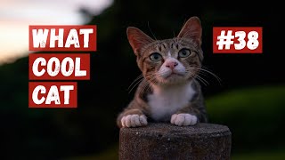 What Cool Cat - Compilation #38 Cool Cats. by What Cool Cat 2,560 views 1 year ago 4 minutes, 17 seconds