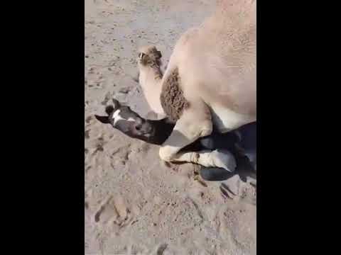 شاهد حقد الجمل مقطع صادم لجمل يخنق حصان حتى الموت