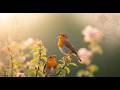 Relaxing Birdsong & Piano, Reduces Anxiety,Fatique,Sleep,Escape Work Stress
