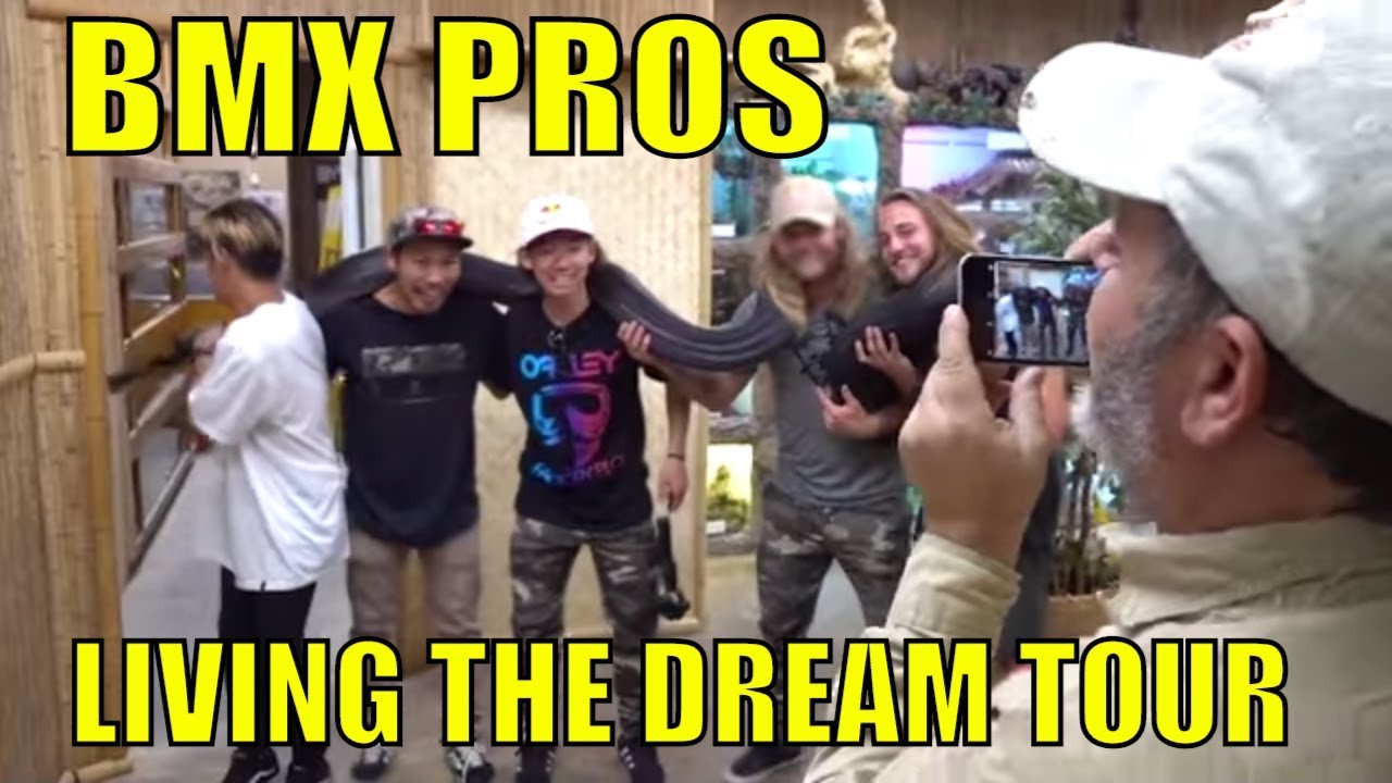 bearded dragon names BMX Pros Dream Reptile Room Tour