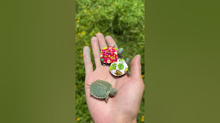 The hard turtle was blasted into pieces |Chinese Mountain Forest Life And Food #MoTiktok #Fyp