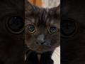 【黒猫】きゅるるん顔で接近してみた…