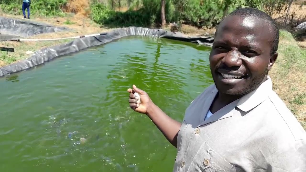 Integrating fish and black soldier fly larvae production (Kenya)