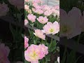 Tulip Season in Japan 🌷 Beautiful Spring Flowers #shortsfeed #shorts #japan