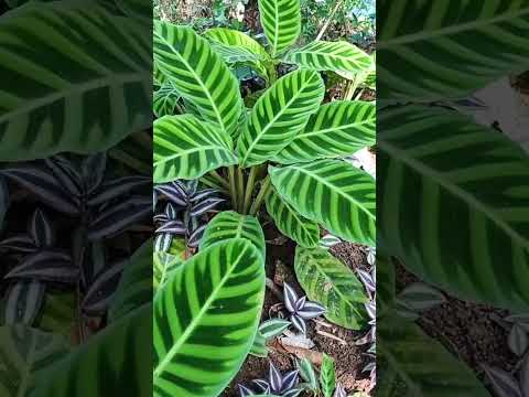 Video: Calathea Zebra Bitki Qulluğu - Zebra Bağlı Bitkilərin Yetişdirilməsi üçün Məsləhətlər